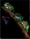 Treefrogs