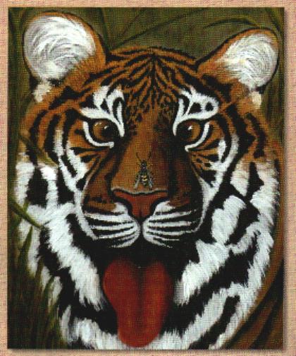 Cross-eyed Tiger