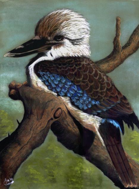 Blue-winged kookaburra on a tree limb