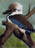 Blue-winged Kookaburra on a tree limb