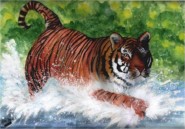 Siberian tiger splashing through a river
