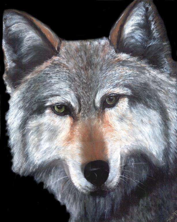 Timber Wolf head